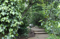 Jungle lodges br hills