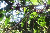 jungle lodge camping at B R Hills